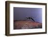 Aedes Aegypti (Yellowfever Mosquito)-Paul Starosta-Framed Photographic Print