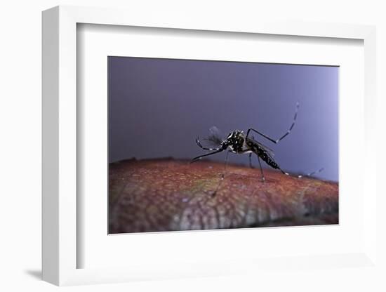 Aedes Aegypti (Yellowfever Mosquito)-Paul Starosta-Framed Photographic Print