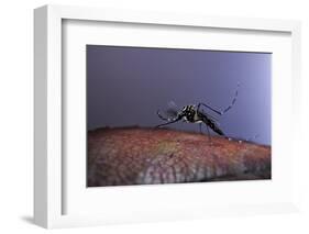 Aedes Aegypti (Yellowfever Mosquito)-Paul Starosta-Framed Photographic Print