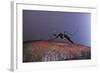 Aedes Aegypti (Yellowfever Mosquito)-Paul Starosta-Framed Photographic Print