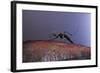 Aedes Aegypti (Yellowfever Mosquito)-Paul Starosta-Framed Photographic Print