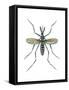 Aedes Mosquito (Aedes Aegypti), Yellow Fever Mosquito, Insects-Encyclopaedia Britannica-Framed Stretched Canvas