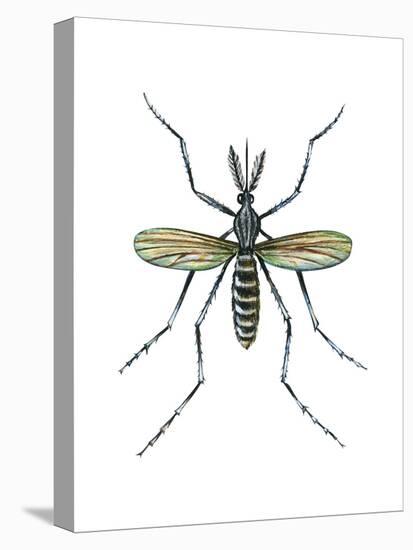 Aedes Mosquito (Aedes Aegypti), Yellow Fever Mosquito, Insects-Encyclopaedia Britannica-Stretched Canvas