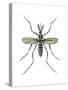 Aedes Mosquito (Aedes Aegypti), Yellow Fever Mosquito, Insects-Encyclopaedia Britannica-Stretched Canvas