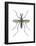 Aedes Mosquito (Aedes Aegypti), Yellow Fever Mosquito, Insects-Encyclopaedia Britannica-Framed Poster