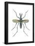 Aedes Mosquito (Aedes Aegypti), Yellow Fever Mosquito, Insects-Encyclopaedia Britannica-Framed Poster