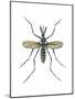 Aedes Mosquito (Aedes Aegypti), Yellow Fever Mosquito, Insects-Encyclopaedia Britannica-Mounted Poster