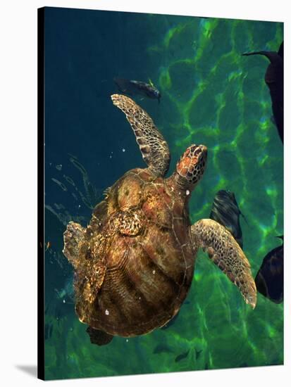 Aegean Sea Turtles III-Vision Studio-Stretched Canvas