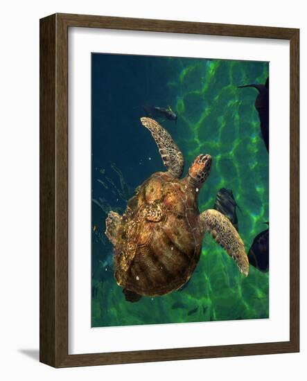 Aegean Sea Turtles III-Vision Studio-Framed Art Print