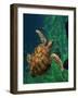 Aegean Sea Turtles III-Vision Studio-Framed Art Print