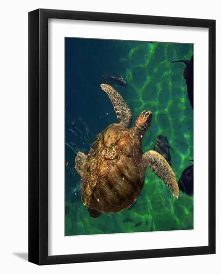 Aegean Sea Turtles III-Vision Studio-Framed Art Print