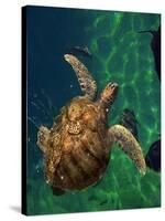 Aegean Sea Turtles III-Vision Studio-Stretched Canvas