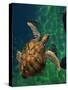 Aegean Sea Turtles III-Vision Studio-Stretched Canvas