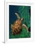 Aegean Sea Turtles III-Vision Studio-Framed Art Print