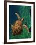 Aegean Sea Turtles III-Vision Studio-Framed Art Print