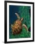 Aegean Sea Turtles III-Vision Studio-Framed Art Print