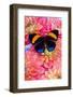 Aegina callicore Blue and Orange butterfly with colorful flowering Dahlias-Darrell Gulin-Framed Photographic Print