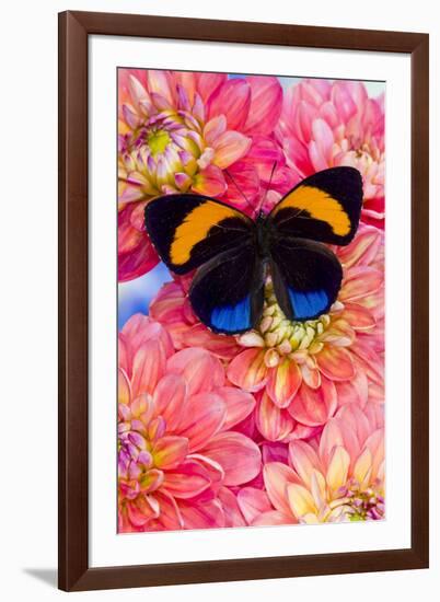 Aegina callicore Blue and Orange butterfly with colorful flowering Dahlias-Darrell Gulin-Framed Photographic Print