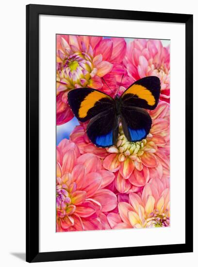 Aegina callicore Blue and Orange butterfly with colorful flowering Dahlias-Darrell Gulin-Framed Photographic Print