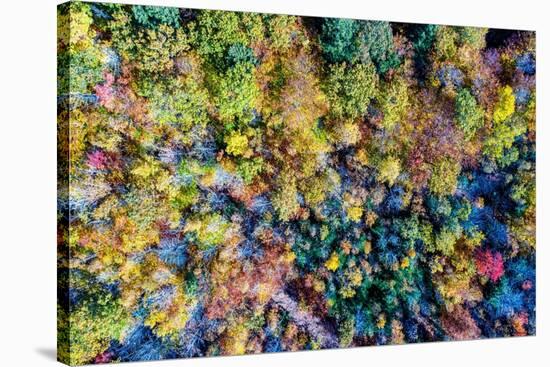 Aerial Fall Trees-Jason Veilleux-Stretched Canvas