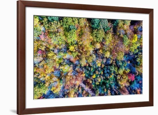 Aerial Fall Trees-Jason Veilleux-Framed Art Print