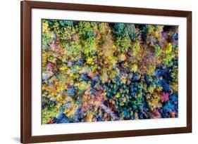 Aerial Fall Trees-Jason Veilleux-Framed Art Print