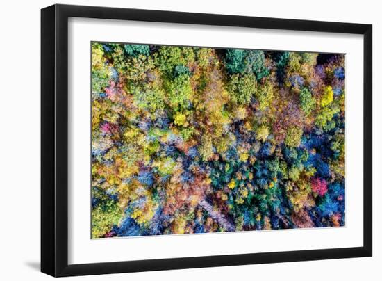Aerial Fall Trees-Jason Veilleux-Framed Art Print