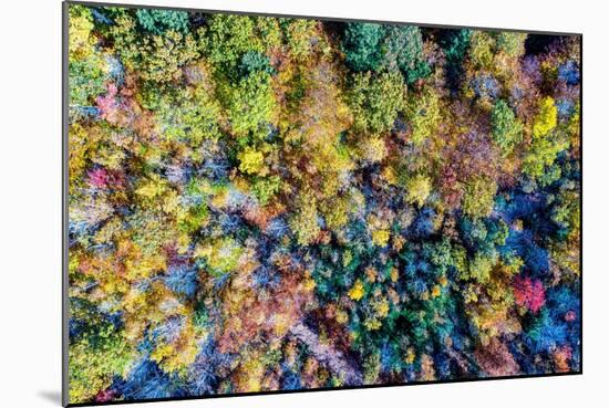 Aerial Fall Trees-Jason Veilleux-Mounted Art Print