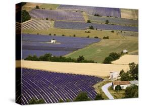 Aerial Lavender Field-David Barnes-Stretched Canvas