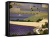 Aerial Lavender Field-David Barnes-Framed Stretched Canvas