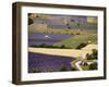 Aerial Lavender Field-David Barnes-Framed Photographic Print