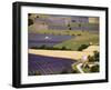 Aerial Lavender Field-David Barnes-Framed Photographic Print