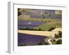 Aerial Lavender Field-David Barnes-Framed Photographic Print