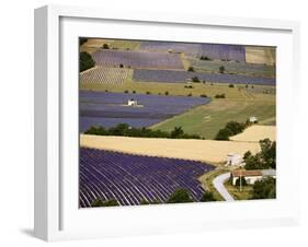 Aerial Lavender Field-David Barnes-Framed Photographic Print