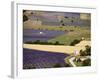 Aerial Lavender Field-David Barnes-Framed Photographic Print