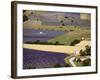 Aerial Lavender Field-David Barnes-Framed Photographic Print