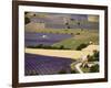 Aerial Lavender Field-David Barnes-Framed Photographic Print