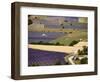 Aerial Lavender Field-David Barnes-Framed Photographic Print