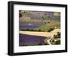 Aerial Lavender Field-David Barnes-Framed Photographic Print