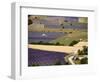 Aerial Lavender Field-David Barnes-Framed Photographic Print