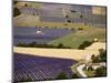 Aerial Lavender Field-David Barnes-Mounted Photographic Print