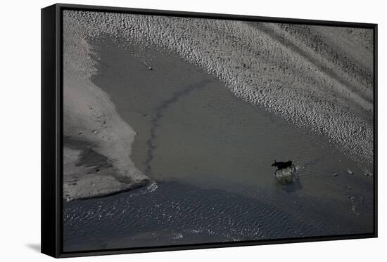 Aerial of a European Elk - Moose (Alces Alces) Crossing Sand Spit in the Rapadalen Valley, Sweden-Cairns-Framed Stretched Canvas