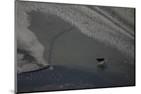 Aerial of a European Elk - Moose (Alces Alces) Crossing Sand Spit in the Rapadalen Valley, Sweden-Cairns-Mounted Photographic Print