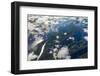 Aerial of Amazon River Basin, Manaus, Brazil-Art Wolfe-Framed Photographic Print