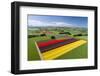 Aerial of colorful tulip fields, Edendale, Southland, South Island, New Zealand.-David Wall-Framed Photographic Print