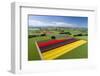 Aerial of colorful tulip fields, Edendale, Southland, South Island, New Zealand.-David Wall-Framed Photographic Print