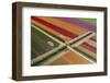 Aerial of colorful tulip fields, Edendale, Southland, South Island, New Zealand.-David Wall-Framed Photographic Print