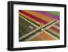 Aerial of colorful tulip fields, Edendale, Southland, South Island, New Zealand.-David Wall-Framed Photographic Print
