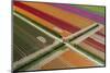 Aerial of colorful tulip fields, Edendale, Southland, South Island, New Zealand.-David Wall-Mounted Photographic Print