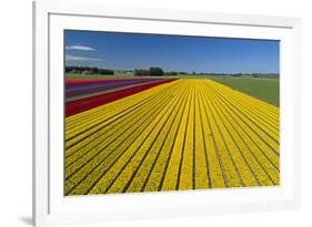 Aerial of colorful tulip fields, Edendale, Southland, South Island, New Zealand.-David Wall-Framed Photographic Print